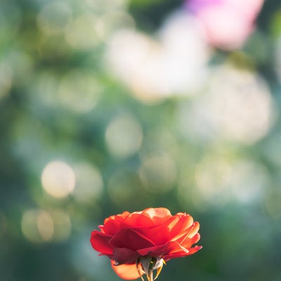 赤いバラとボケた背景の写真