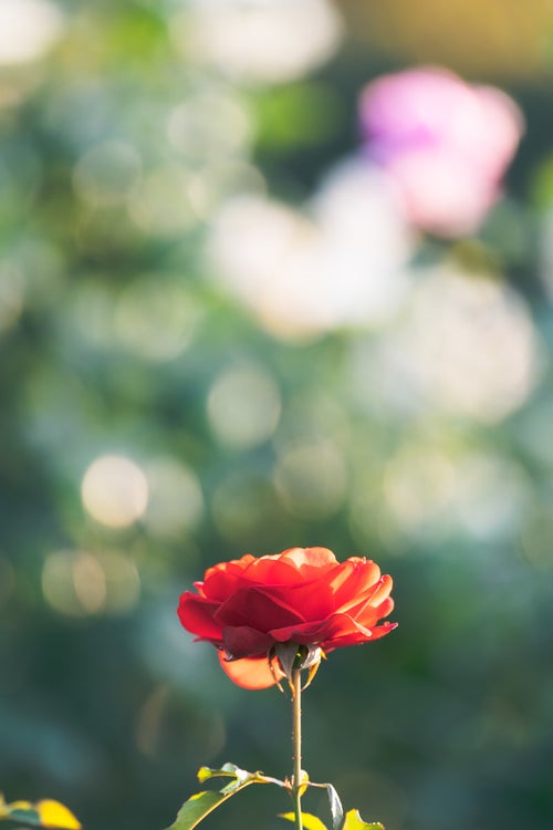 赤いバラとボケた背景の写真