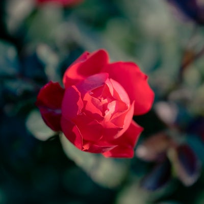 開花する一輪の赤いバラの写真