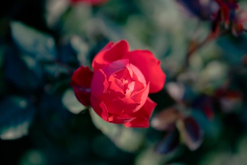 開花する一輪の赤いバラの写真