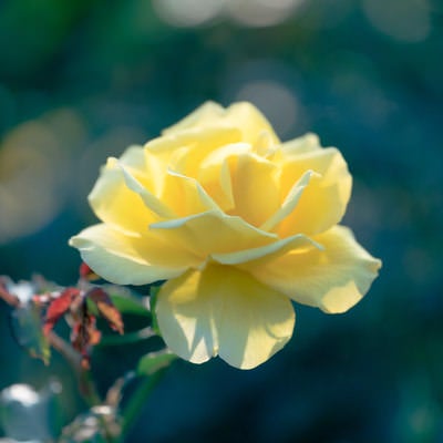薄い黄色の薔薇の写真