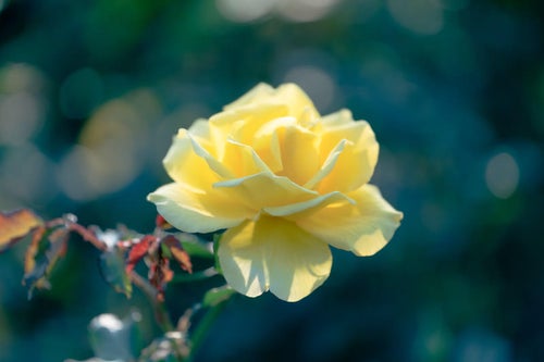 薄い黄色の薔薇の写真