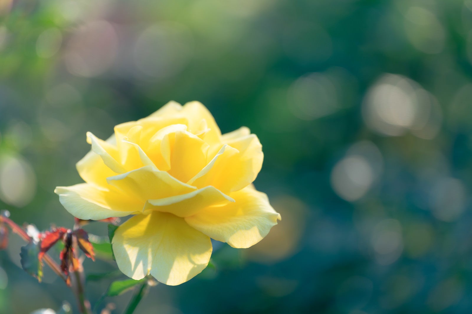 「日の当たる黄色の薔薇」の写真