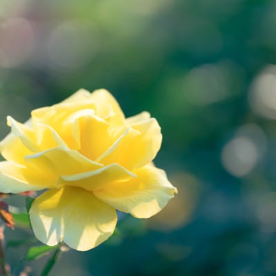 日の当たる黄色の薔薇の写真