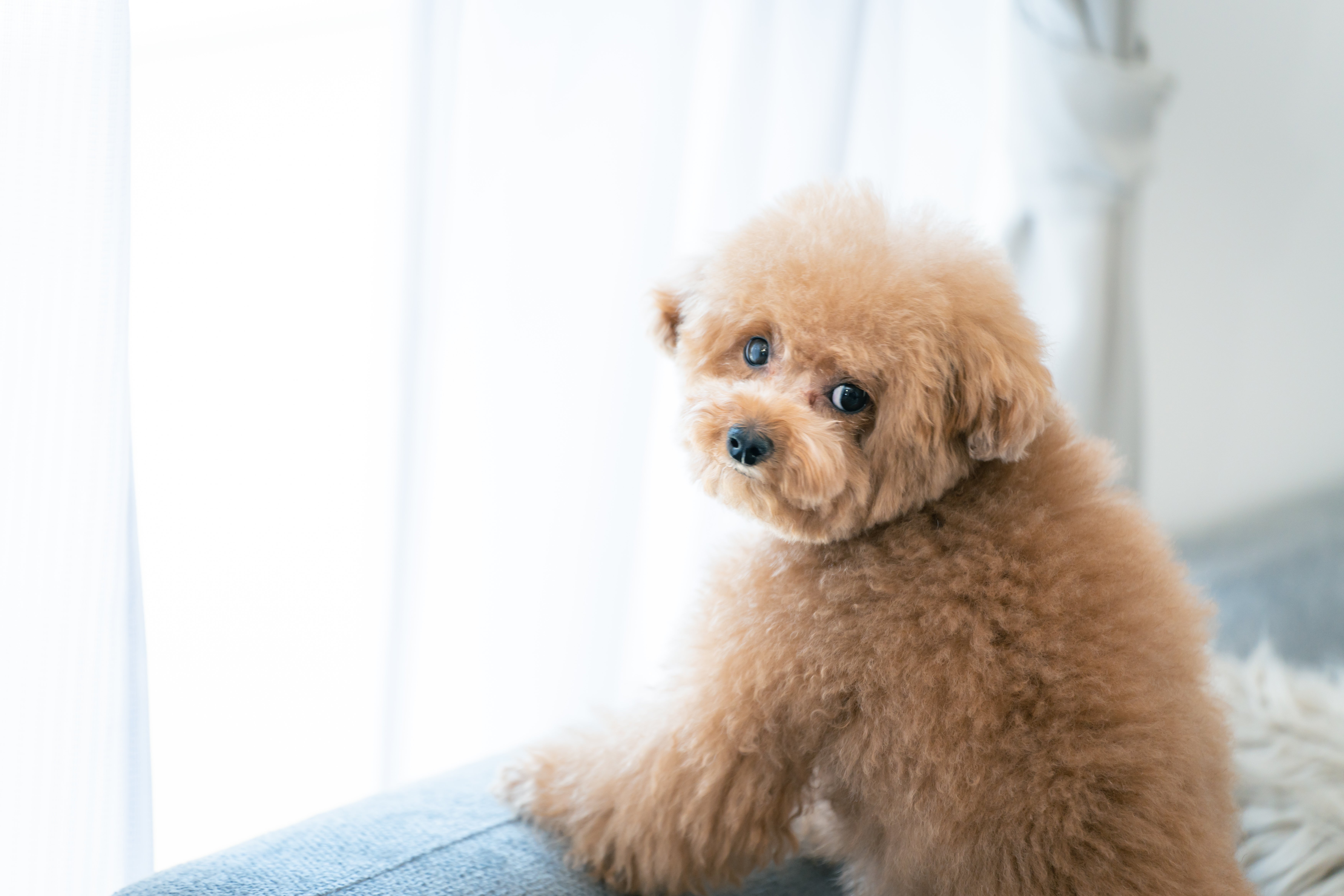 室内で上を見つめるトイプードルの無料の写真素材 - ID.78752｜フリー