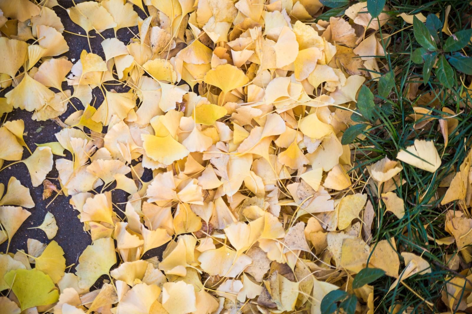 「イチョウの落ち葉」の写真