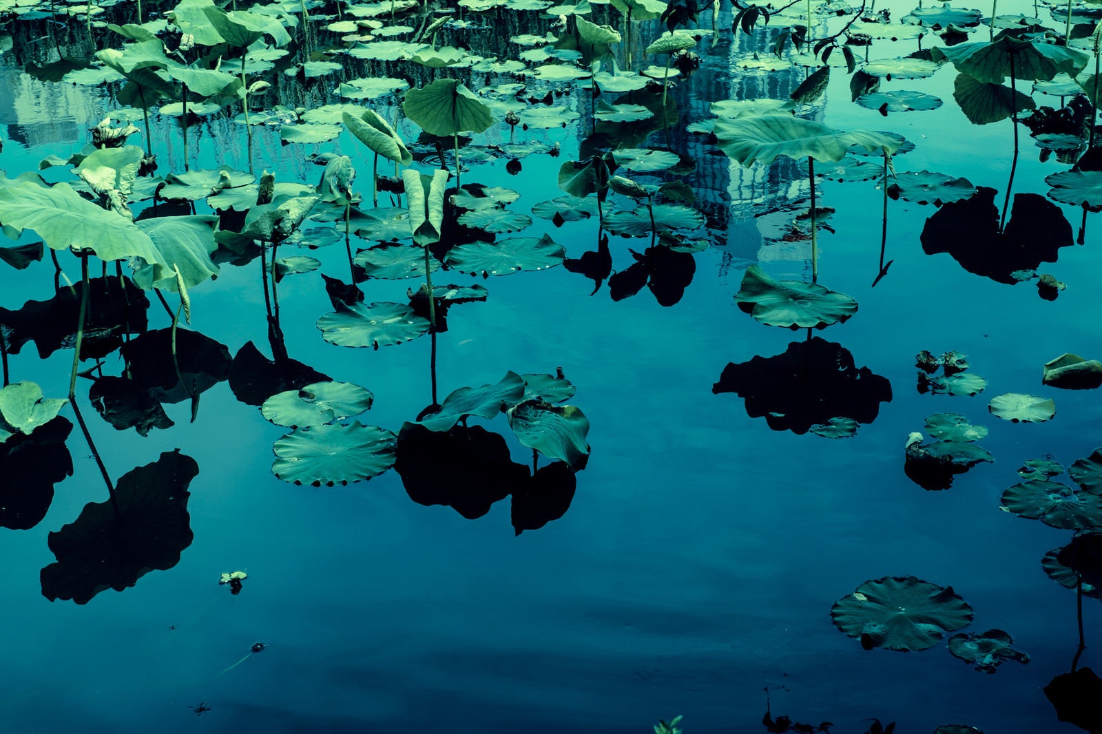 「蓮の池」の写真