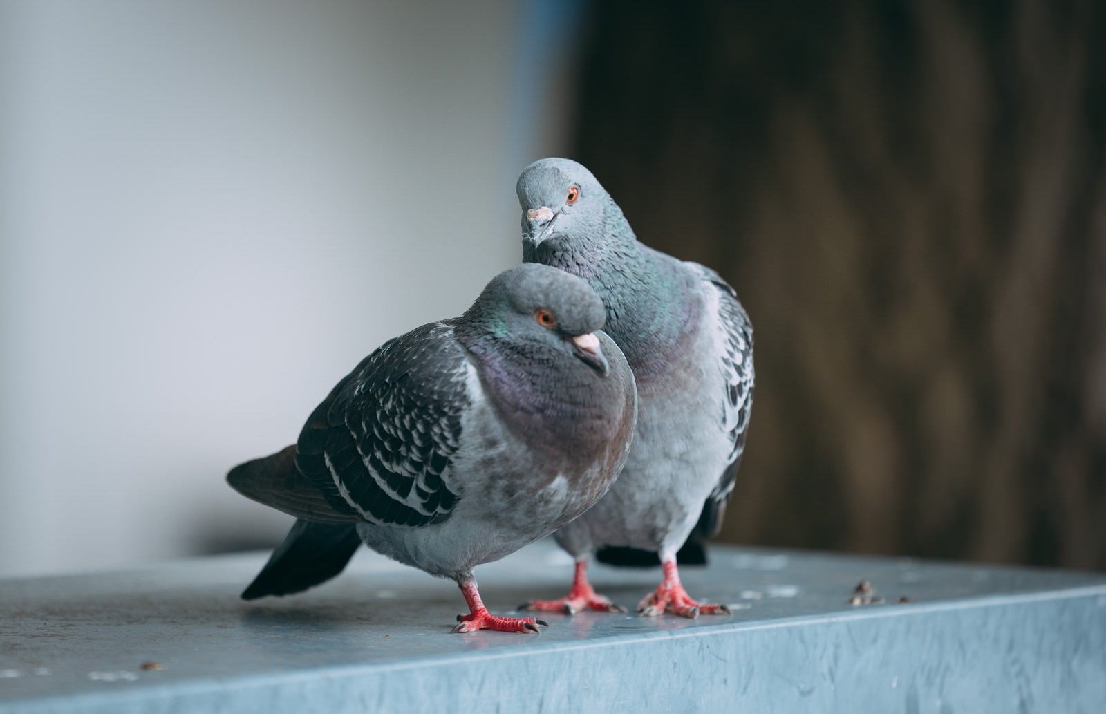 鳩 片足 立ち