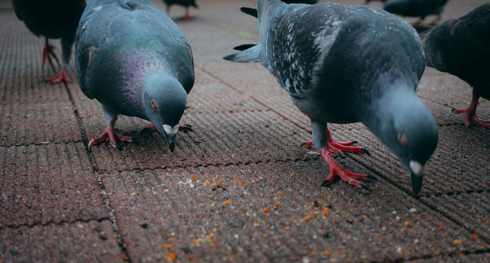 「餌を求めて近寄ってくる鳩の群れ」の写真