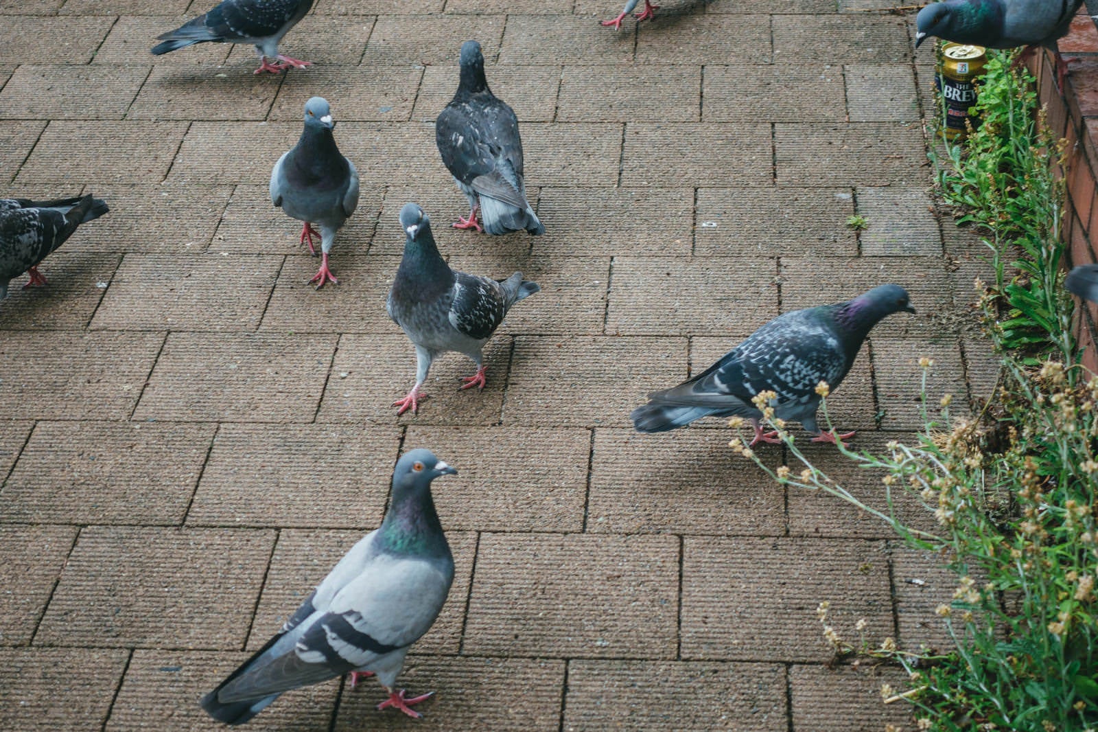 「路上の鳩の群れ」の写真