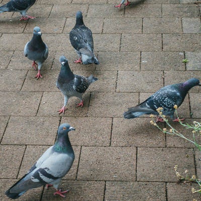 路上の鳩の群れの写真