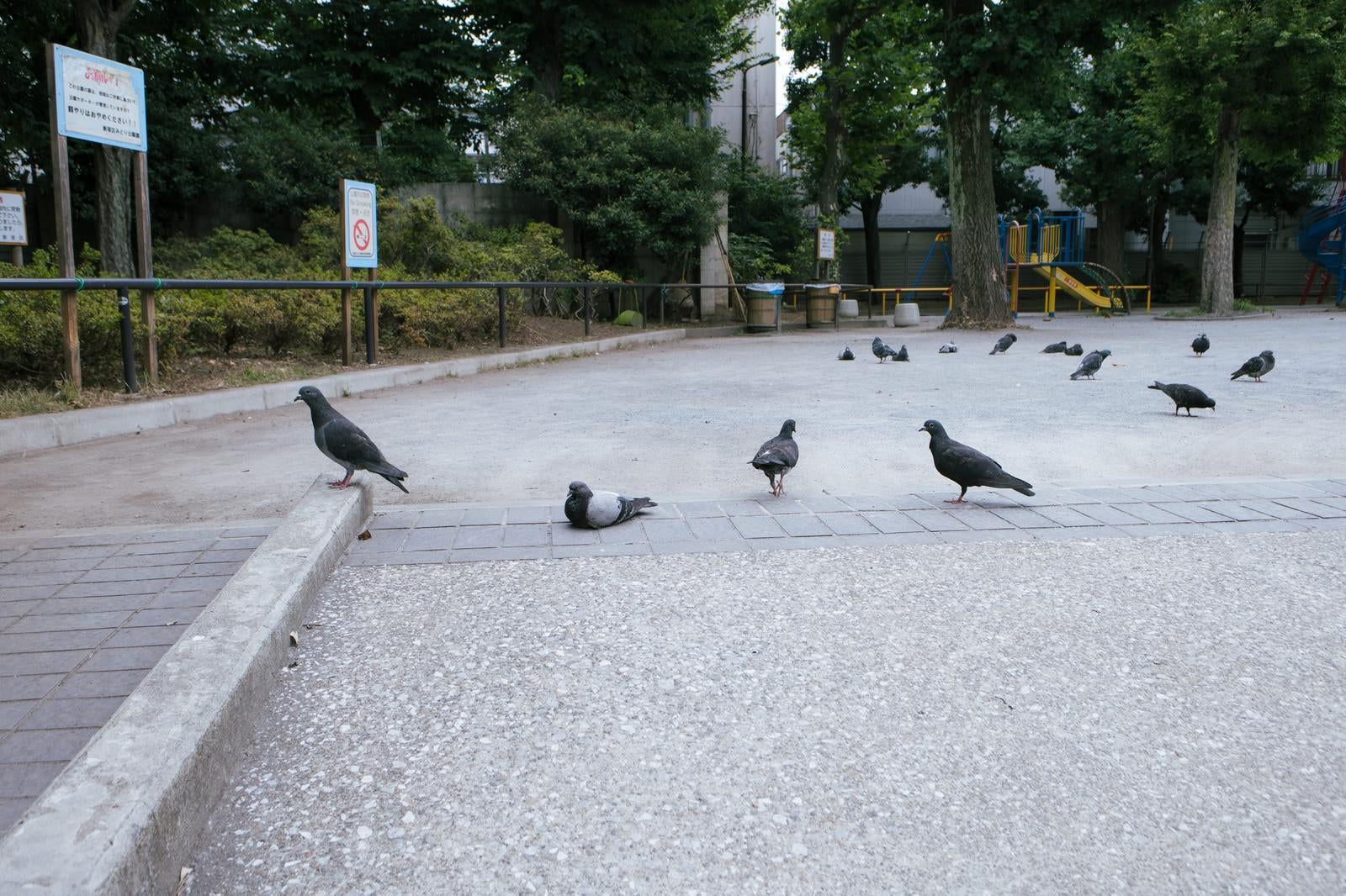 「西大久保公園の鳩」の写真
