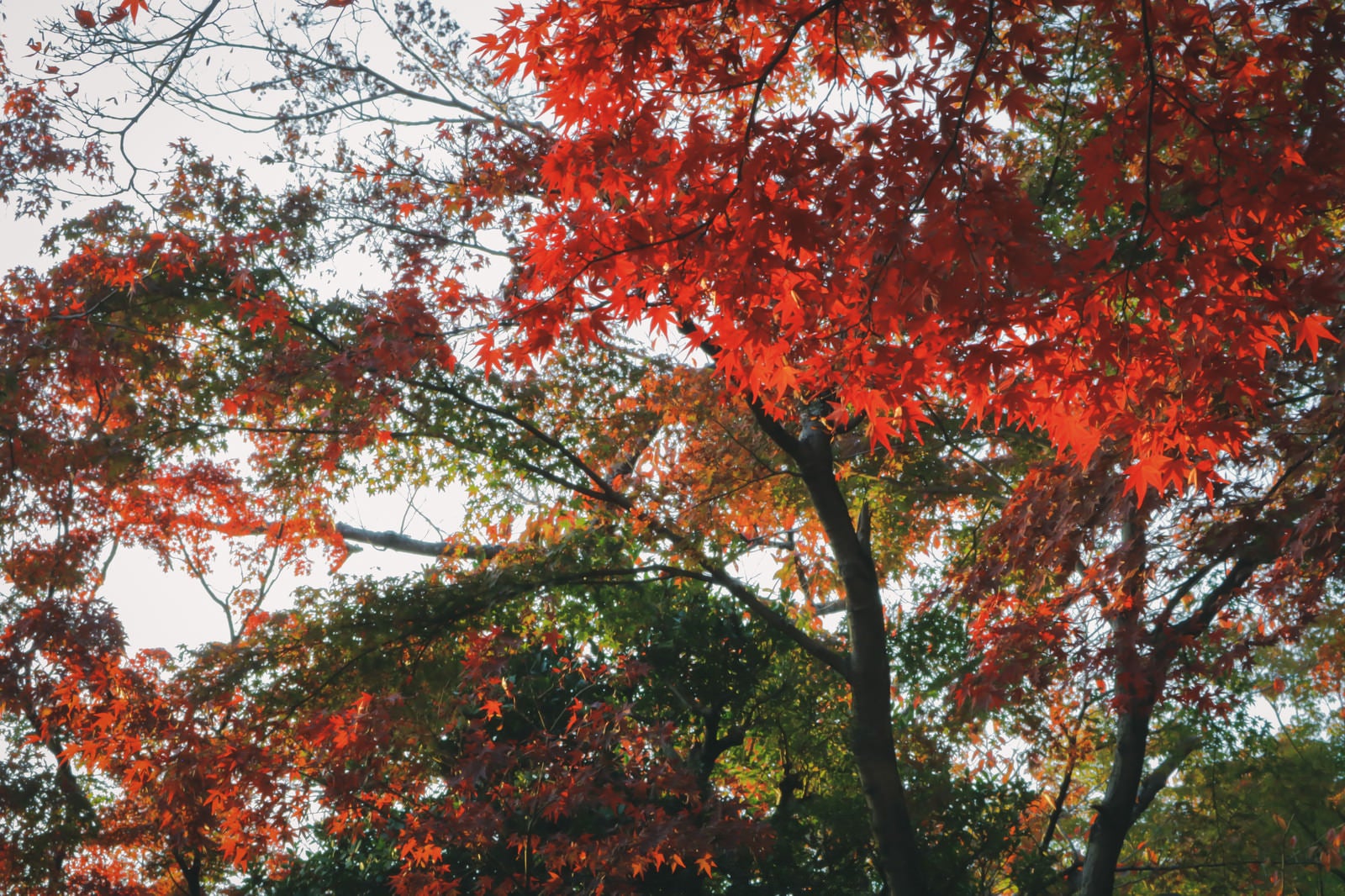 「色付くもみじの葉」の写真