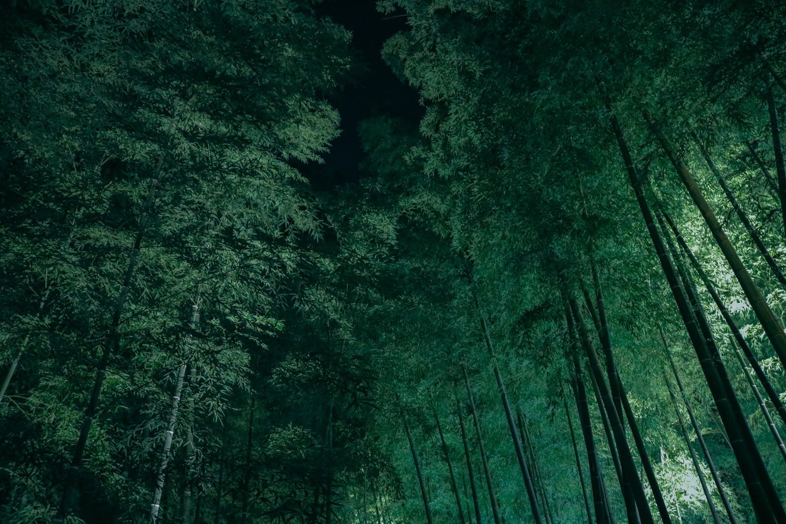 「暗がりの竹林」の写真