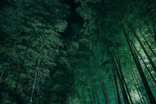 暗がりの竹林の写真