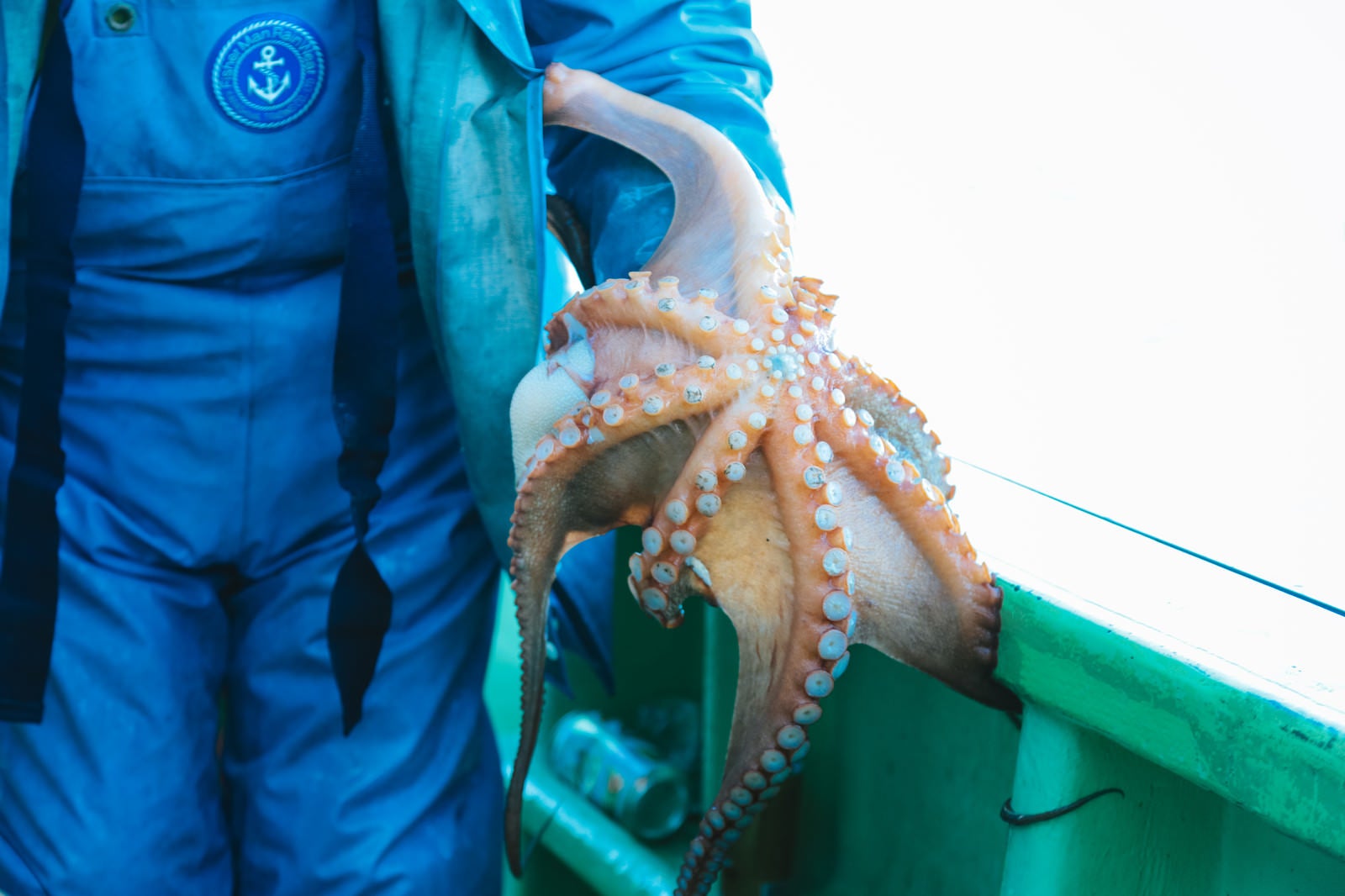 「腕に纏わりつく水蛸」の写真