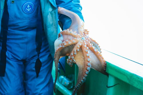 腕に纏わりつく水蛸の写真
