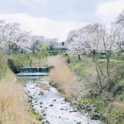 笹原川沿いに咲き誇る千本桜の写真