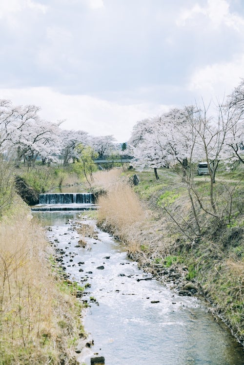 笹原川沿いに咲き誇る千本桜の写真