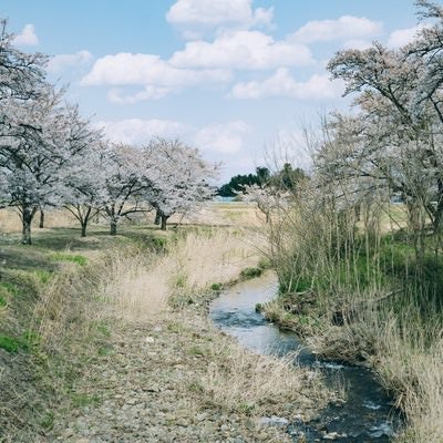 笹原川沿いに続く桜並木（笹原川千本桜）の写真