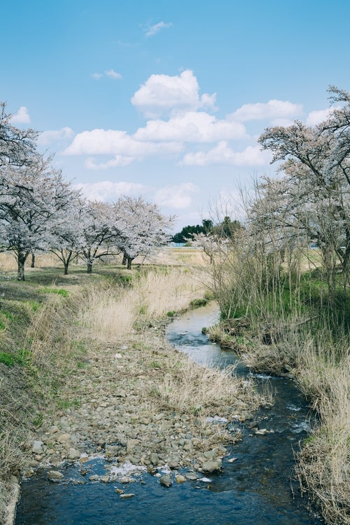 笹原川沿いに続く桜並木（笹原川千本桜）の写真