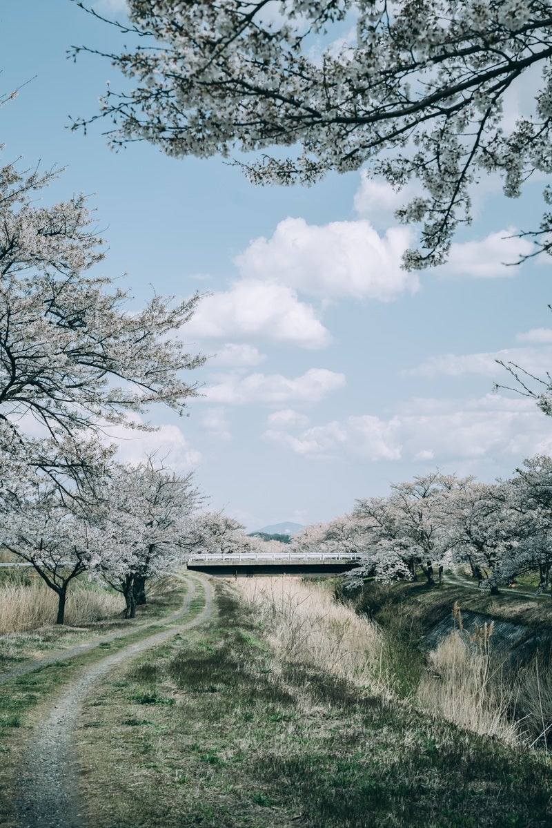 「空に浮かぶ雲と笹原川の千本桜」の写真