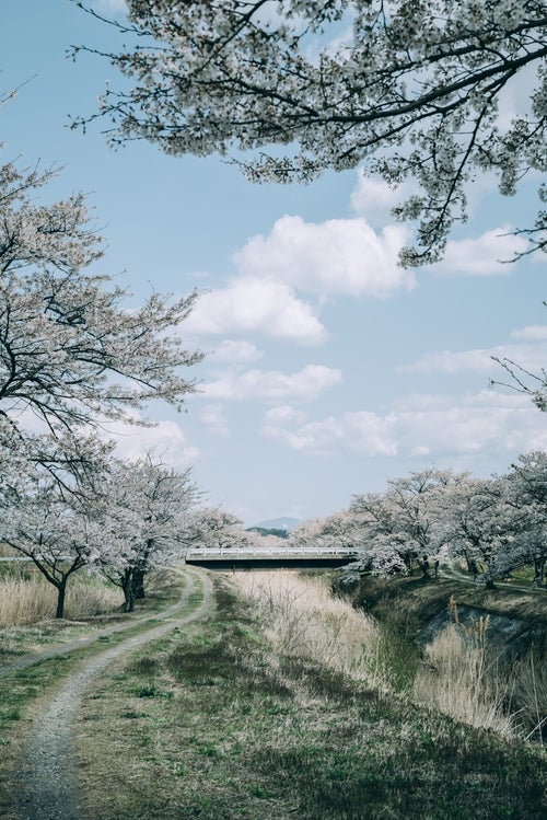空に浮かぶ雲と笹原川の千本桜の写真