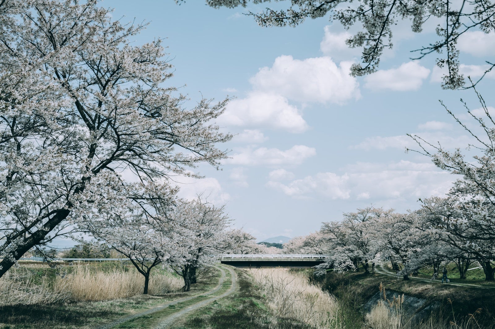 「道沿いの桜並木（笹原川千本桜）」の写真