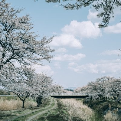 道沿いの桜並木（笹原川千本桜）の写真