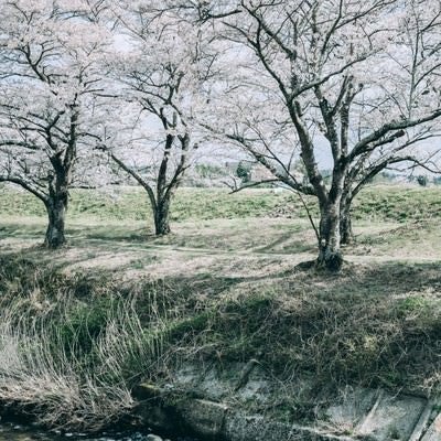 笹原川に伸びる千本桜の影の写真