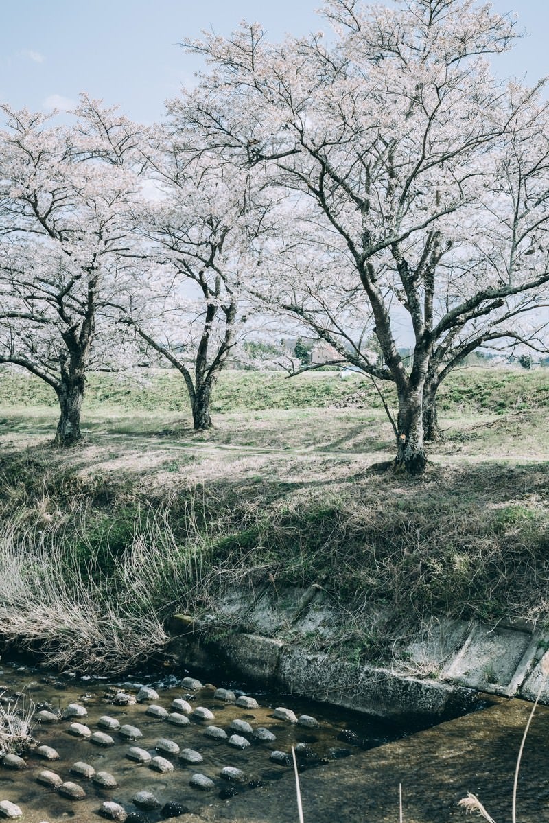 「笹原川に伸びる千本桜の影」の写真