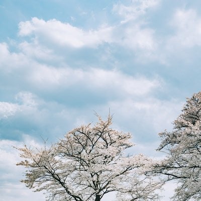桜の上の雲浮かぶ空の写真