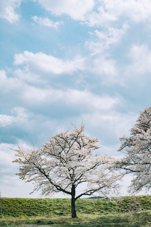 桜の上の雲浮かぶ空の写真