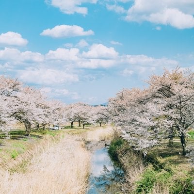 笹原川に反射する千本桜の写真