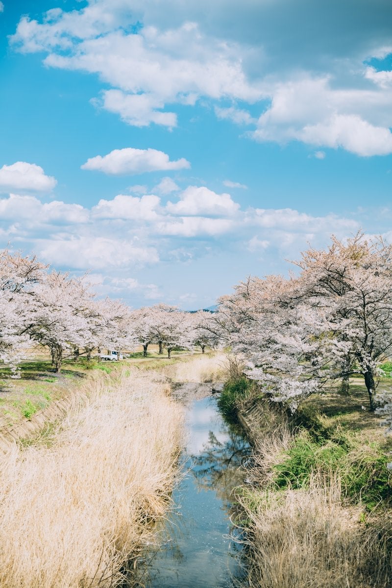 「笹原川に反射する千本桜」の写真