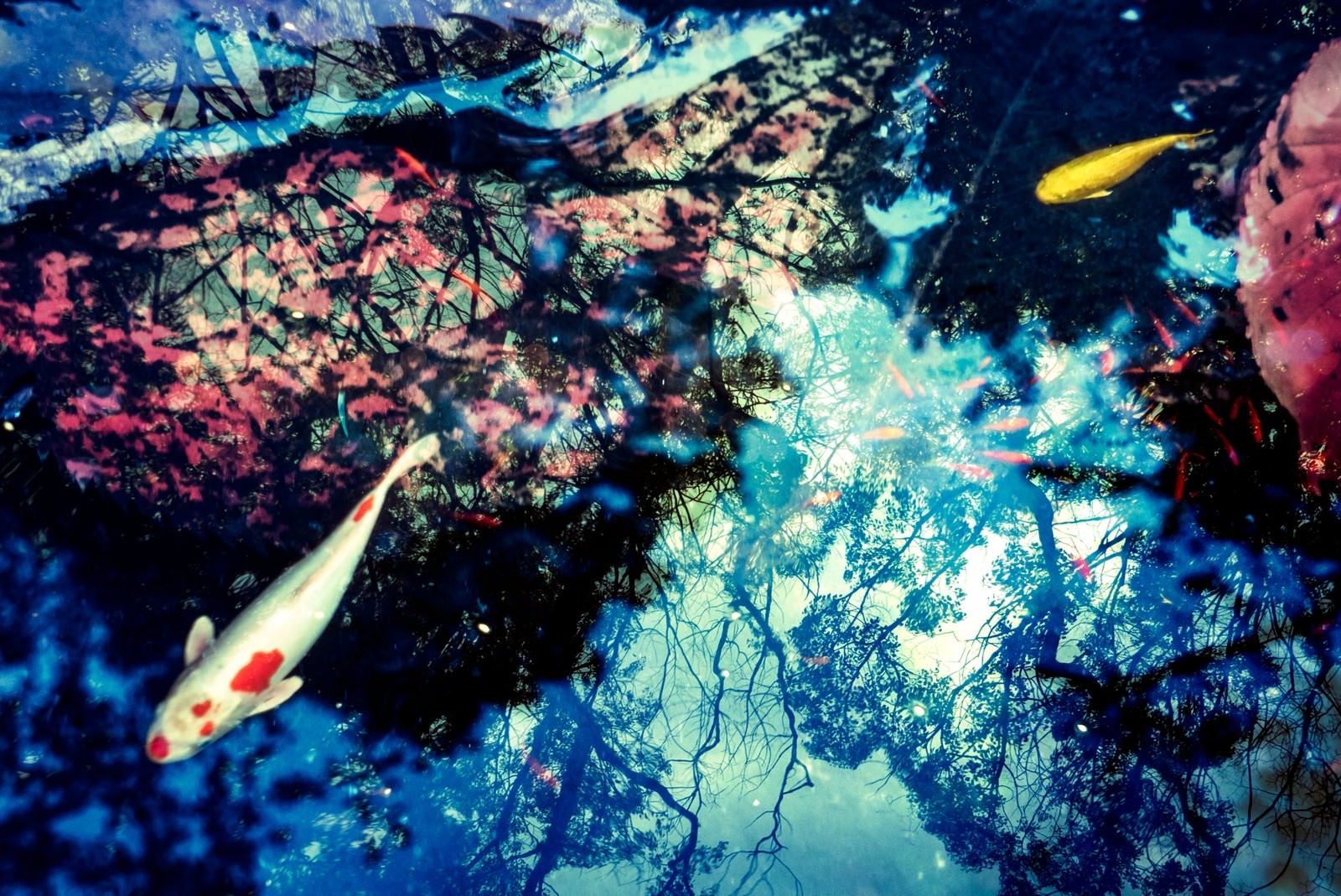 「池の鯉（フォトモンタージュ）」の写真