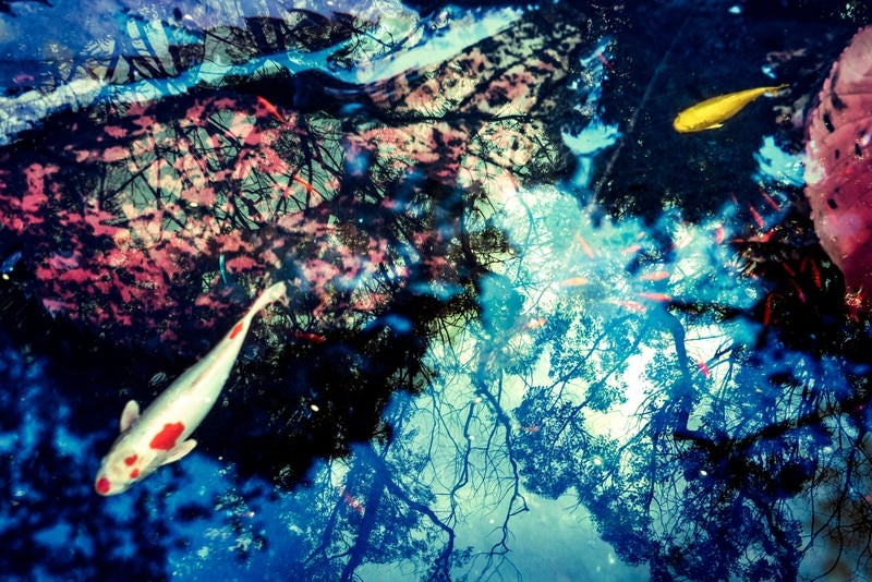 池の鯉（フォトモンタージュ）の写真