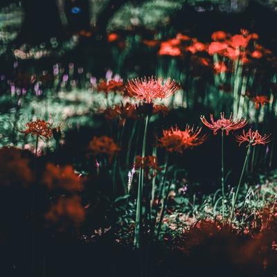 赤橙色の細い花弁が放射状に開く彼岸花の群生風景の写真