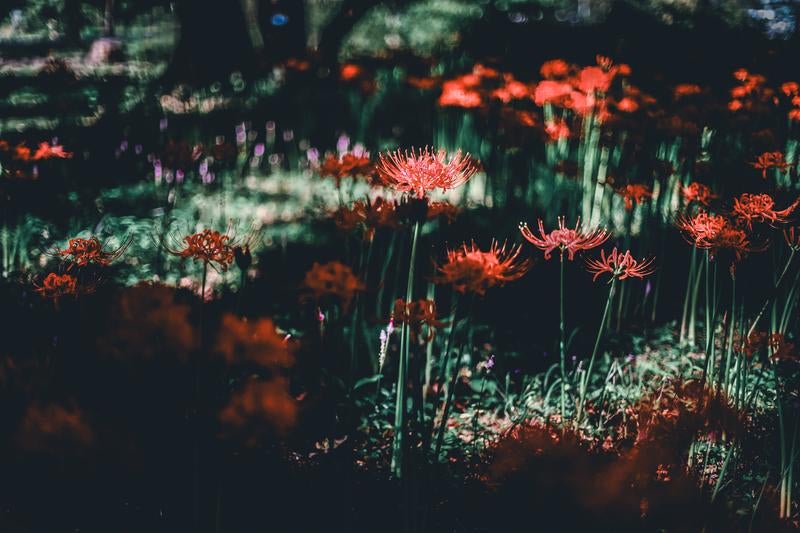 赤橙色の細い花弁が放射状に開く彼岸花の群生風景