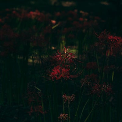 薄暗い森に咲く彼岸花の写真