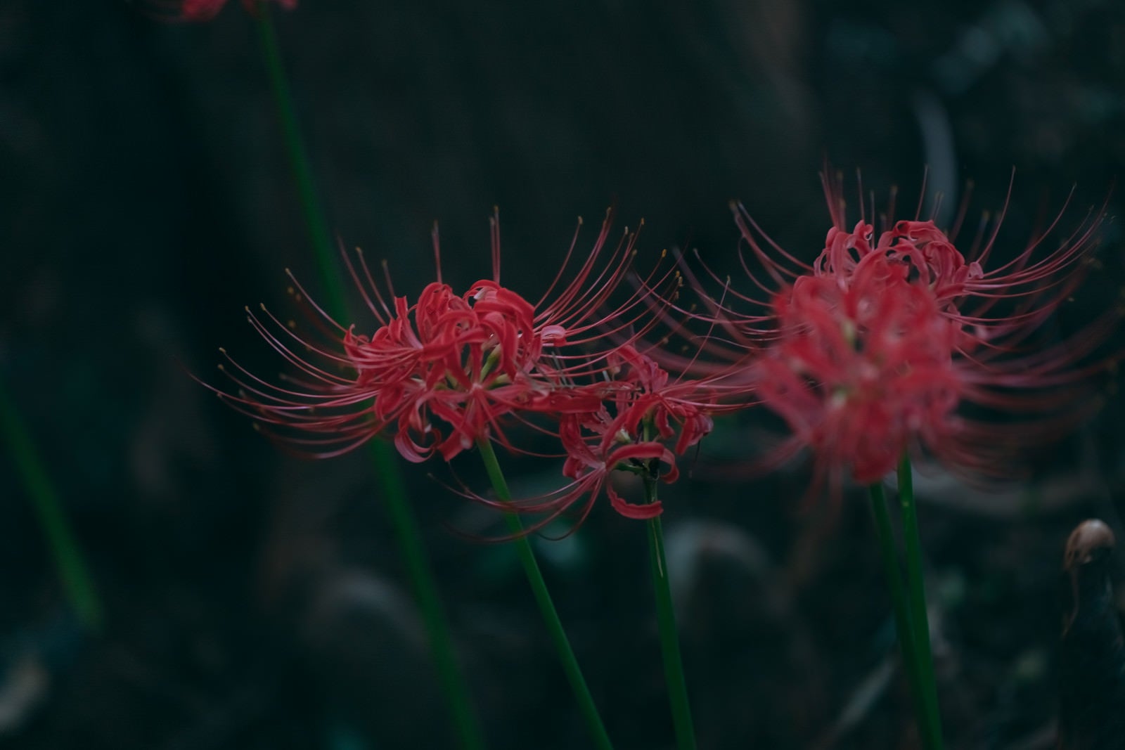 「彼岸花の季節」の写真
