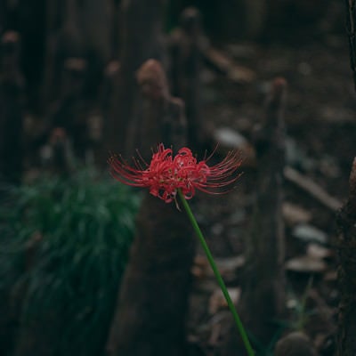 一本だけ咲いた紅い曼珠沙華の写真