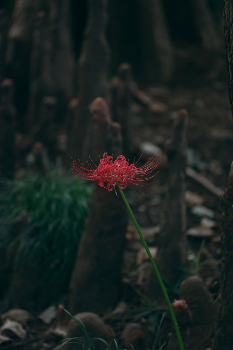 「一本だけ咲いた紅い曼珠沙華」の写真