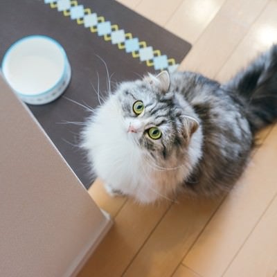 ご飯を催促する猫（スコティッシュフォールド）の写真