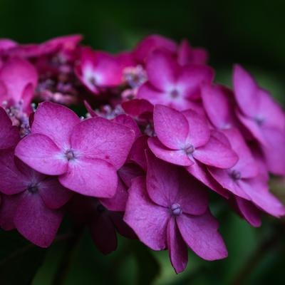 梅雨の中のあじさいの写真