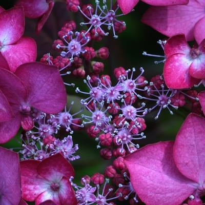 梅雨と紫陽花の写真