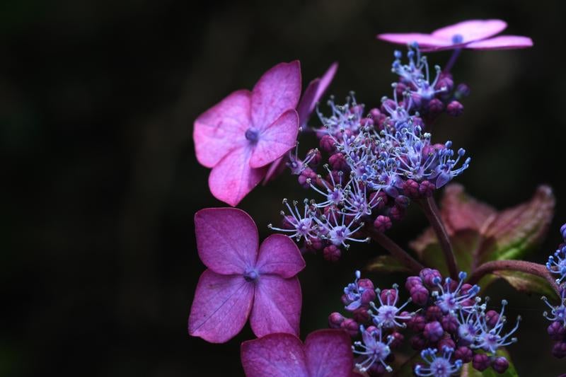 紫陽花と梅雨 雨季のあじさいの美しさの写真