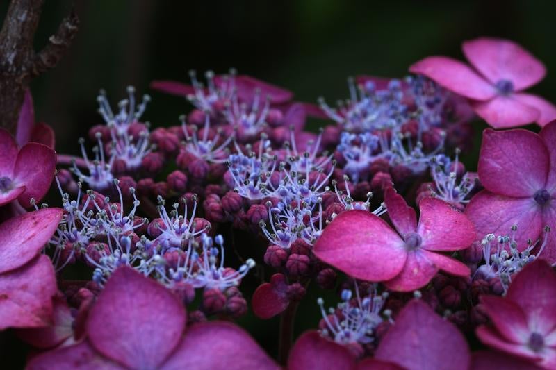 雨季の紫陽花 梅雨の中で咲くあじさいの写真