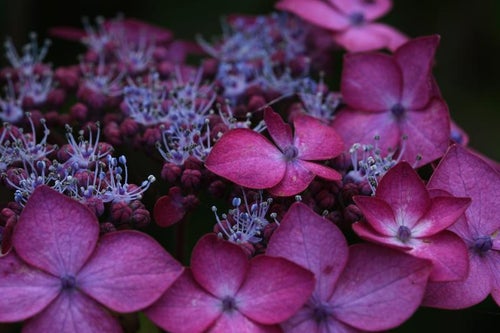 梅雨の花、紫陽花 あじさいと雨季の絆の写真