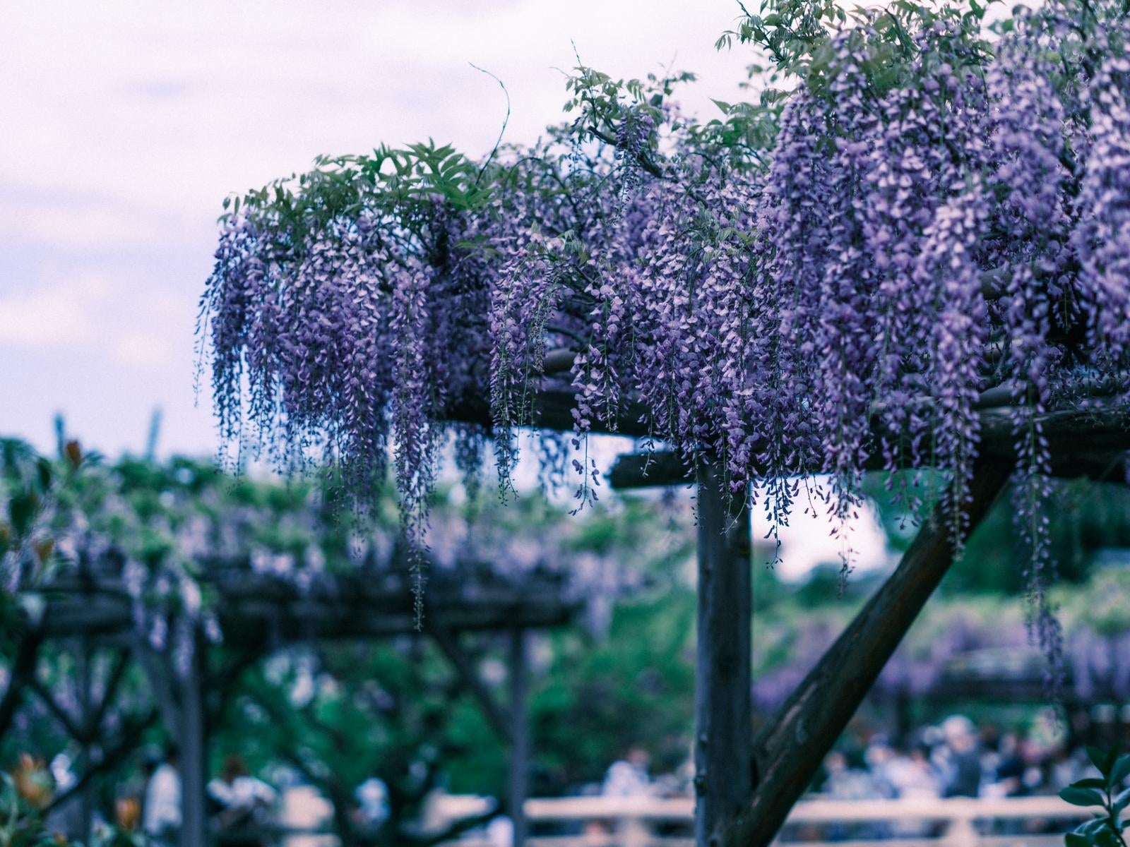 「フジの花」の写真